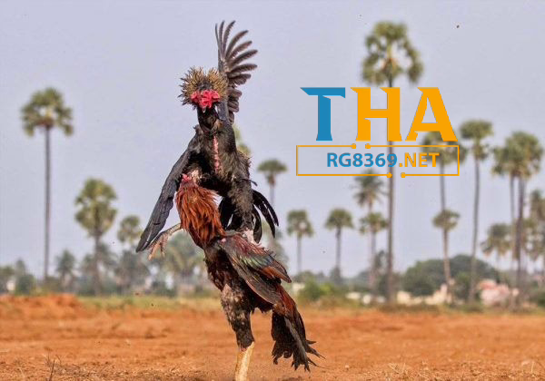 GA28 - Thabet Đá Gà 4 Những đặc điểm nổi bật của sảnh đá gà GA28 - thabet đá gà