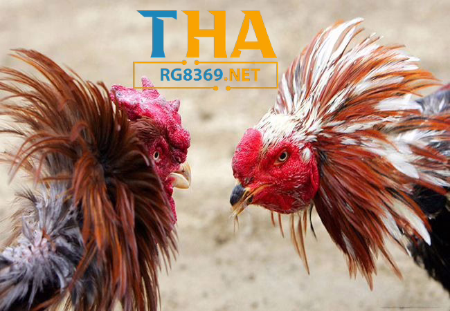 Thabet đá gà là gì tìm hiểu đá gà online và tỉ lệ đặt cược 2 thabet đá gà - Hướng Dẫn Cách Nuôi Gà Đá Cựa Chuẩn Nhất 2025