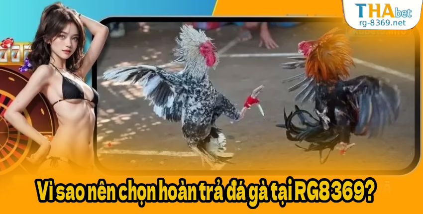 Vì sao nên chọn hoàn trả đá gà tại RG8369?