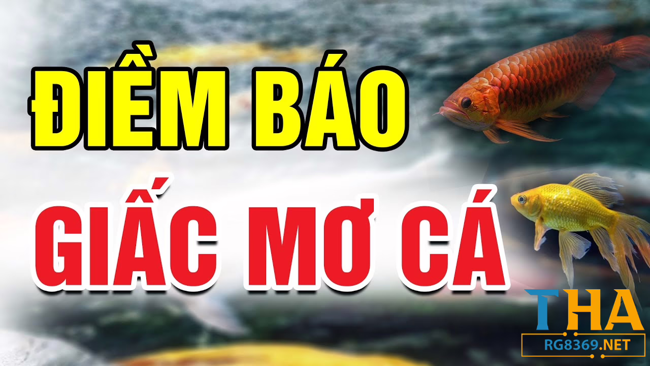 Mơ thấy cá – Giải mã điềm báo và con số may mắn tại - RG8369 2 rg8369 - Giới thiệu chung về mơ thấy cá