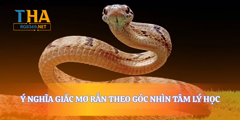 Giải mã giấc mơ thấy rắn và ý nghĩa của những con số bí ẩn - RG8369 4 rg8369 - Ý nghĩa giấc mơ rắn theo góc nhìn tâm lý học